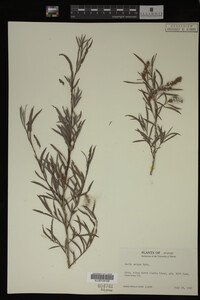 Salix exigua image