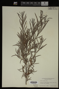Salix exigua image