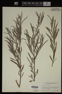 Salix exigua image
