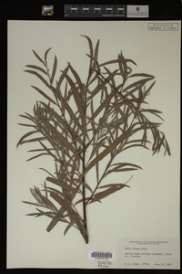 Salix exigua image