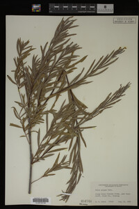 Salix exigua image
