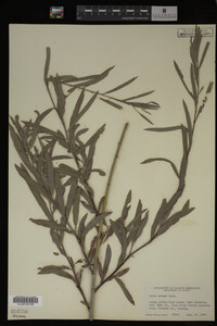 Salix exigua image