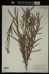 Salix exigua image