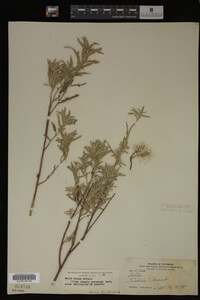 Salix exigua image