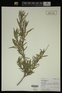 Salix exigua image