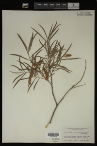 Salix exigua image