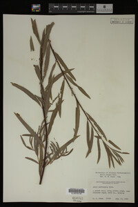 Salix exigua image