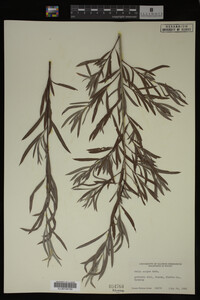Salix exigua image