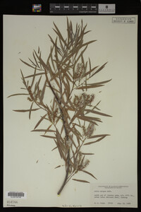 Salix exigua image