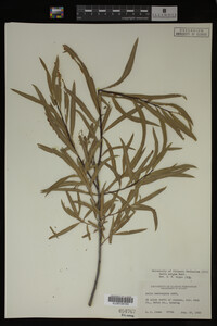 Salix exigua image