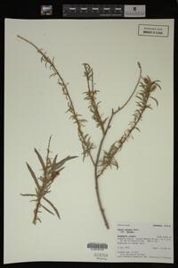 Salix exigua image