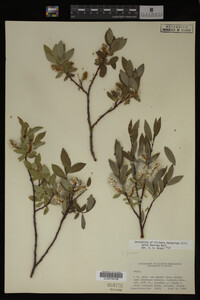 Image Associated With the Occurrence