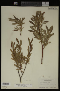 Image Associated With the Occurrence