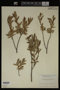 Image Associated With the Occurrence