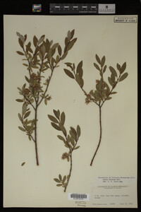 Image Associated With the Occurrence