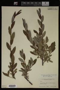Image Associated With the Occurrence