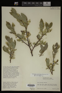 Image Associated With the Occurrence