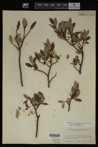 Image Associated With the Occurrence