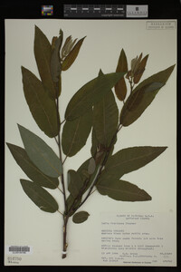 Image Associated With the Occurrence