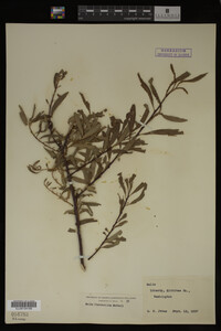 Image Associated With the Occurrence