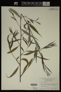Salix fragilis image