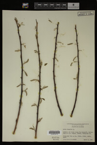 Image Associated With the Occurrence