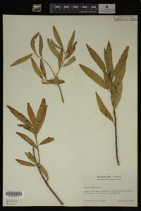 Image Associated With the Occurrence
