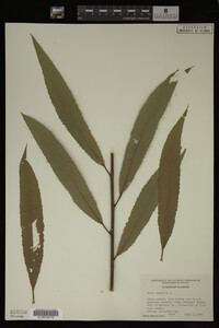 Image Associated With the Occurrence