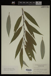 Image Associated With the Occurrence