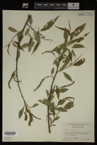 Salix fragilis image