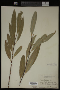 Image Associated With the Occurrence