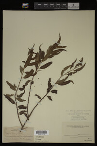 Image Associated With the Occurrence