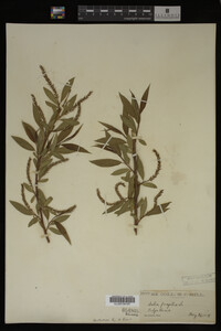 Image Associated With the Occurrence