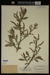 Image Associated With the Occurrence