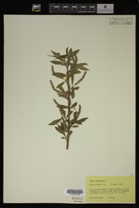 Image Associated With the Occurrence