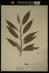 Salix fragilis image