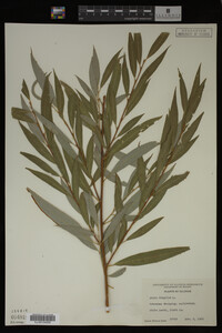 Salix fragilis image