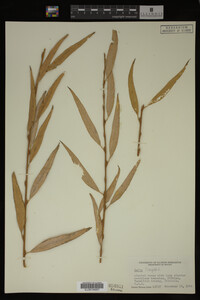 Salix fragilis image