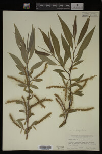 Salix fragilis image