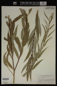 Salix fragilis image