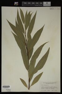 Salix fragilis image