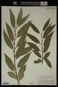 Image Associated With the Occurrence