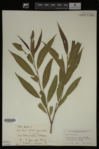 Salix fragilis image