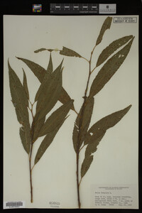 Image Associated With the Occurrence