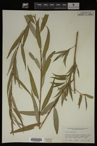 Salix fragilis image