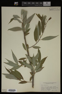 Image Associated With the Occurrence