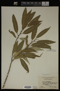 Image Associated With the Occurrence