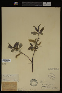 Salix fragilis image