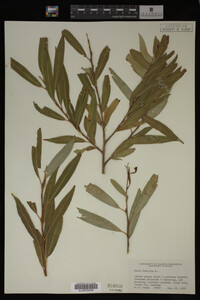 Salix fragilis image