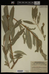 Image Associated With the Occurrence